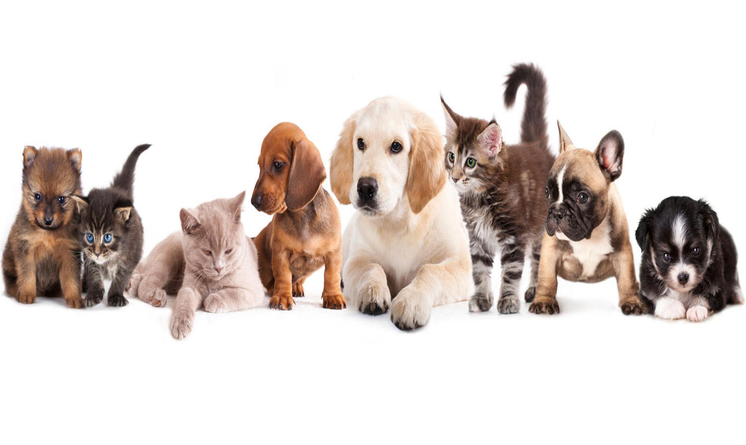 Dog Pet Shop in Ranchi Jharkhand Ranchi Pet Plaza